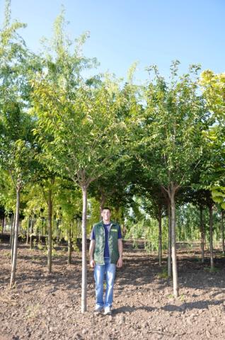 Prunus serr. 'Kanzan' | kmínek 200 Prunus serr. 'Kanzan' | kmínek 200